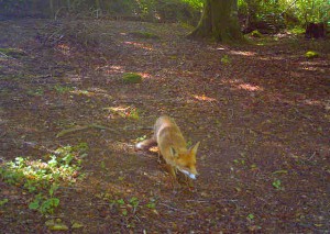 Wild Fox in the woods at Darrynane, Bodmin