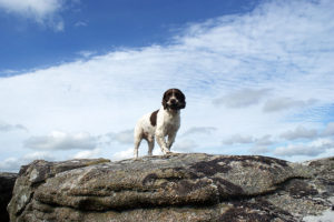 Pebbles on a boulder