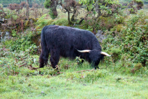 One of several highland beef cattle out on Bodmin Moor. This one is Angus