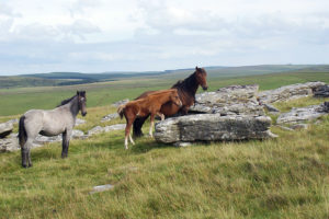 Some of the many wild ponies roaming freely out on Bodmin Moor near St Breward