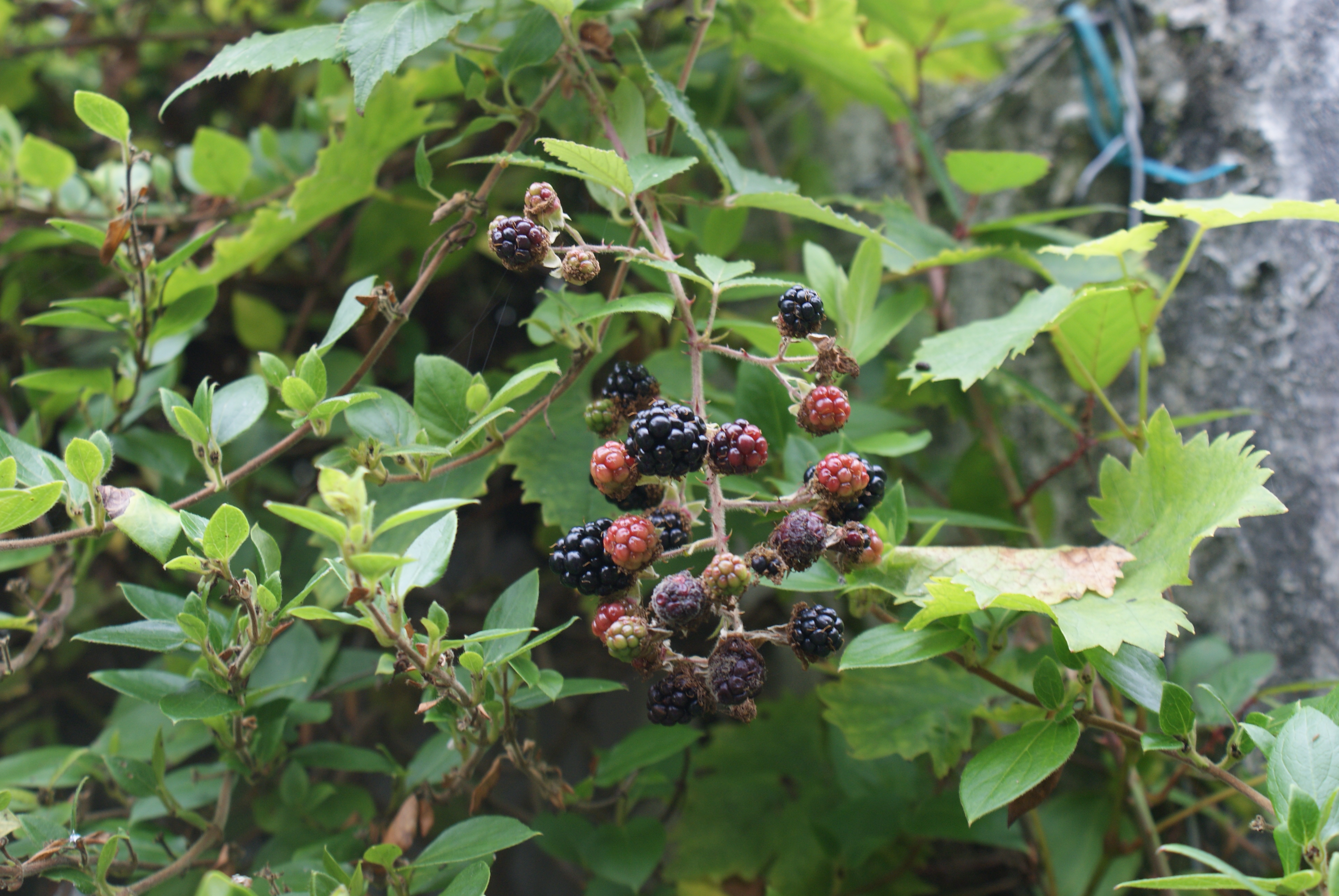 Blackberries! | Darrynane Cottages